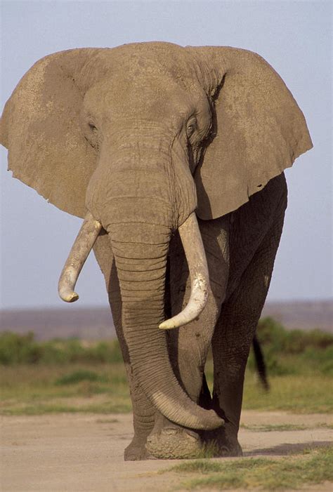 African Elephant Bull Amboseli Photograph By Gerry Ellis Fine Art America