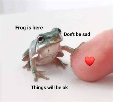 34 Fantastic Frog Memes For Amphibian Enthusiasts Frog Cute Frogs