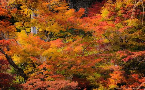 Kyoto Fall Wallpapers On Wallpaperdog