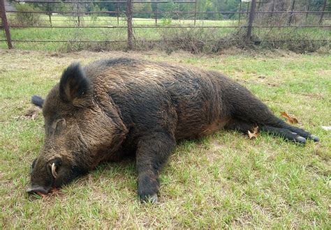 East Texas Man Takes Down 416 Pound Wild Hog In Backyard
