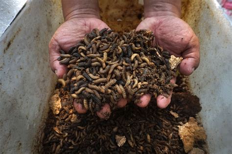 Namun ternyata, maggot yang selalu di hubungkan dengan hal kotor dan menjijikan ini memiliki kandungan protein yang tinggi. Gambar Kandang Lalat Bsf - Kandang 1