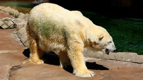 Beloved Milwaukee County Zoo Polar Bear Dead At 36 Boston 25 News
