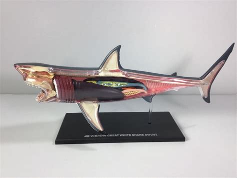 great white shark anatomy model 4d vision in box complete 2008 4d vision 1959331820