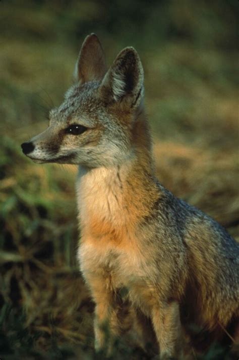 Free Picture Red Fox Furbearing Mammal