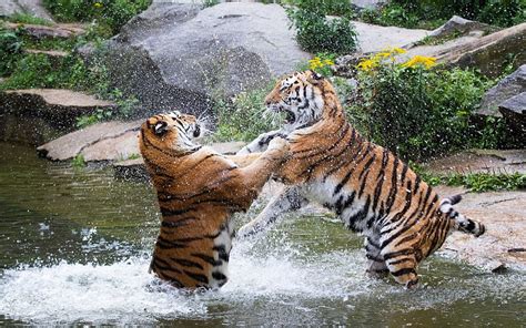 Tigers Predators River Wildlife Tiger Fighting Wild Animals Wild