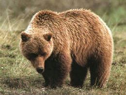 Fauna - Temperate Grassland
