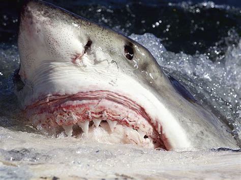 Check spelling or type a new query. ¿Cuántos dientes tienen los tiburones?