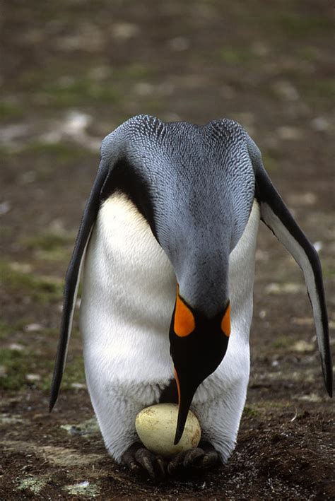 A Parent King Penguin Incubates An Egg Photograph By Kevin Moloney Pixels