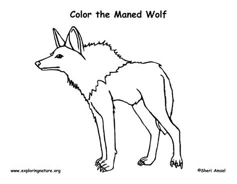 Wolf (Maned) Coloring Page