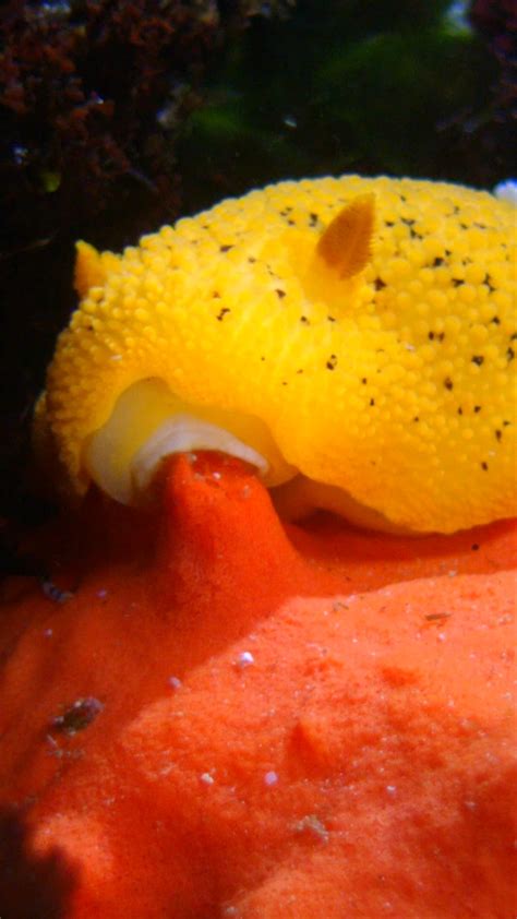 Monterey Bay Aquarium Live Sea Otter Cam | A sea of pawsibilities on