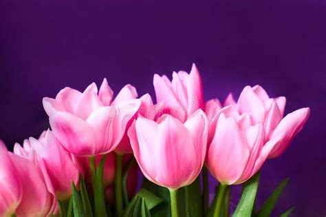 Fresh Pink Spring Flowers Tulips On Purple Background Spring Concept