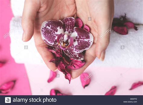 Beautiful Woman Hands Holding An Orchid Flower On Pink Background Spa