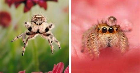 Even Arachnophobes Will Admit These Spiders Are Awfully Cute