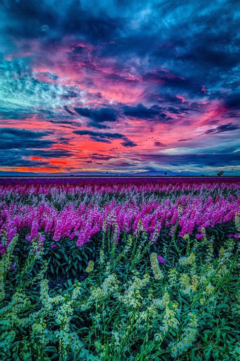Sunset In The Flower Field Beautiful Nature Nature Beautiful Landscapes