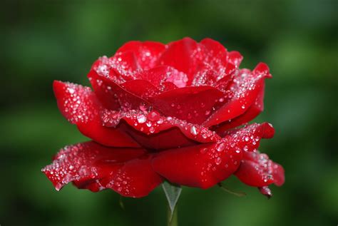 2560x1713 Flower Rose Dew Drops Red Wallpaper Coolwallpapersme