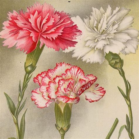 Pin On Antique Botanical Prints