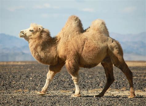 If Camel Humps Don’t Contain Water What’s Inside Lethbridge News Now
