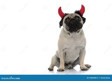 Upset Pug Looking Forward And Wearing Devil Horns Stock Image Image