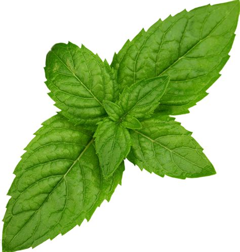 Mint Free Download PNG | PNG All