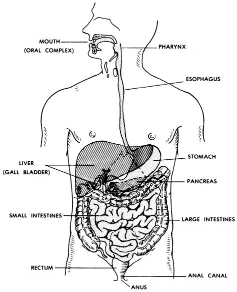 Human Digestive System Diagram Coloured