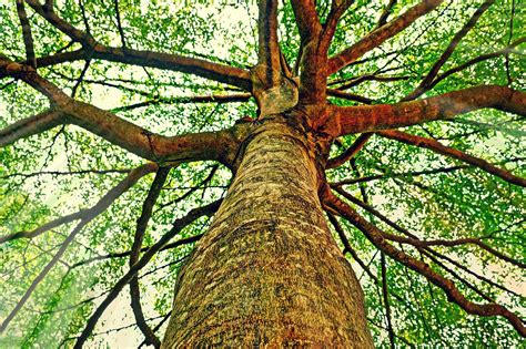 Tree Trunk Bark Free Photo On Pixabay