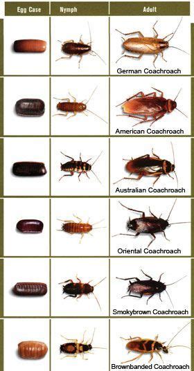 15 Best Cockroaches Images German Cockroach Cockroach Control Pest Control