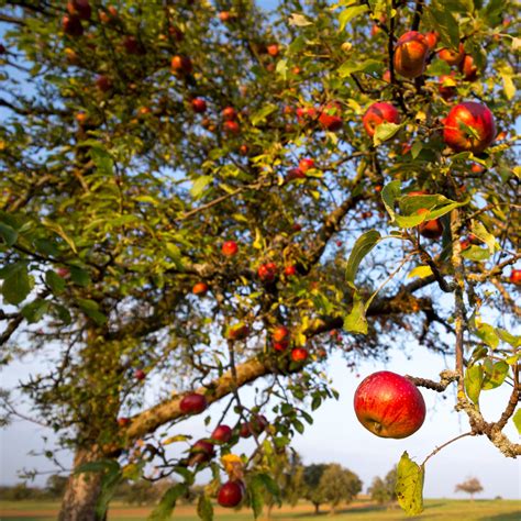Der erntezeitpunkt hat einen wesentlichen einfluss auf die haltbarkeit äpfel gehören zu den obstarten, die nach der ernte nachreifen. Mundraub erlaubt: Wann du Kirschen von Nachbars ...