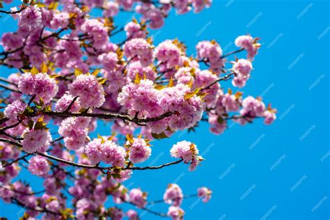 Premium Photo Cherry Blossoms Trees Sakura Festival Spring Background