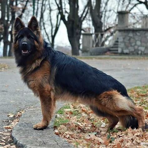 Your Ultimate Guide To The Long Haired German Shepherd Long Haired German Shepherd German