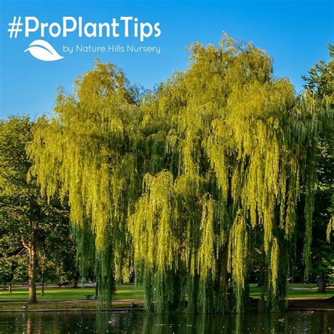 Explore our huge selection today! Learn How to Use Fast-Growing Willow Trees | NatureHills ...