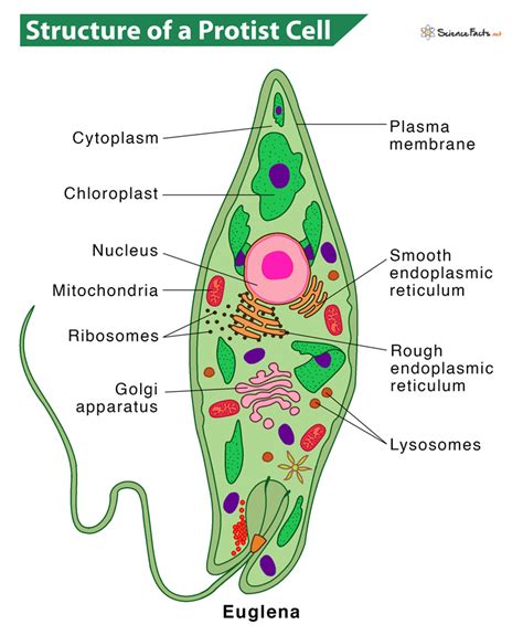 Protists Definition Types Characteristics And Examples