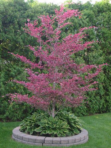 Tricolor Beech Tree Problems Pacocha Tri Color Beech