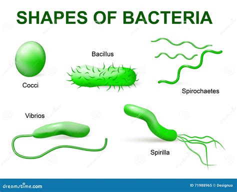 Types Of Bacteria Basic Morphological Stock Vector Illustration Of