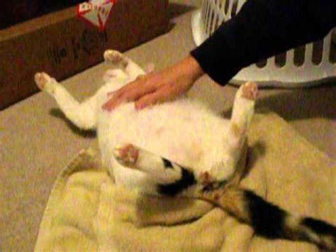 How to diagnose cat pregnancy. pregnant cat stage 3 labor starts - YouTube