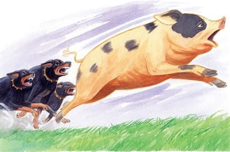 Animal Farm Period 3