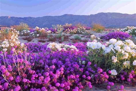 Another practical use for the science of spring is being able to monitor pest detection and how to control them. When and Where to See the California Super Blooms
