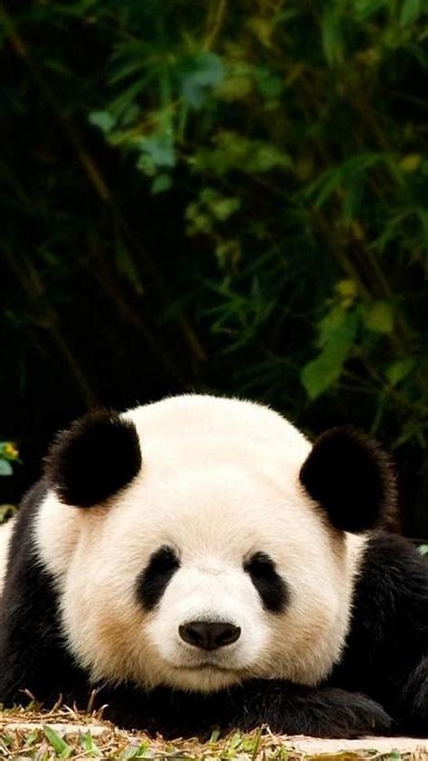 🔥giant Pandas Android Iphone Desktop Hd Backgrounds Wallpapers