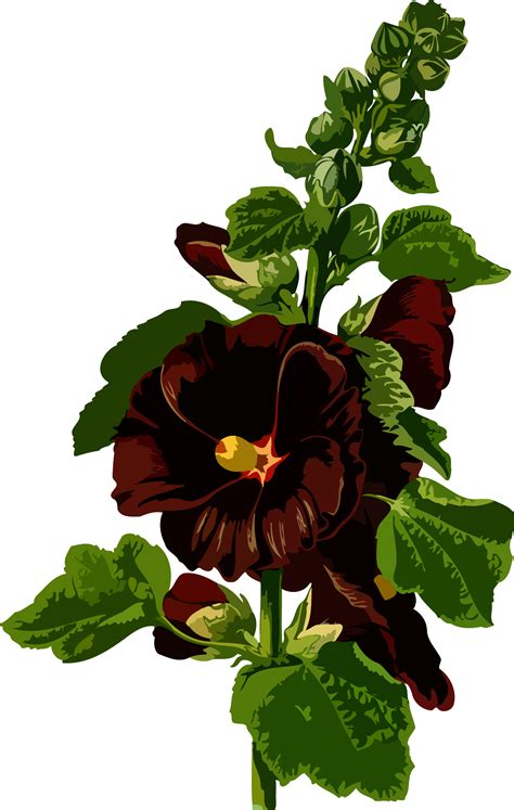 Hollyhocks Clipart 20 Free Cliparts Download Images On