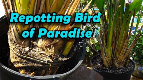The typical bird of paradise growth rate means the plant requires repotting in a larger container about every two years in spring. Repotting Bird of Paradise - YouTube