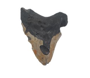 Megalodon tooth - Scratch Patch