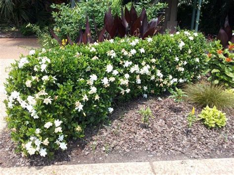 They say you are what you wear. Gardenia hedge | Front garden design, Landscaping inspiration