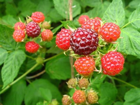 The insects and wind will take care of business. Learn About The Planting And Care Of Raspberries