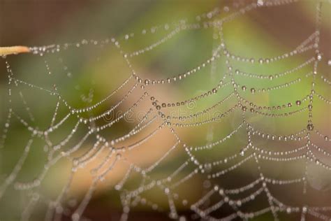 Spiders Web Covered In Tiny Dew Drops Glistening In The Early Morning