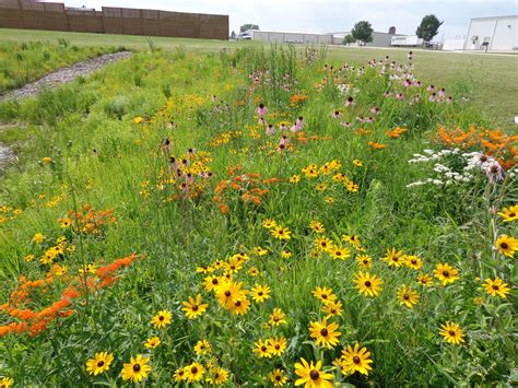 • used in prairie restoration projects where it may take several years to become established. Image result for wisconsin prairie | Garden planters ...