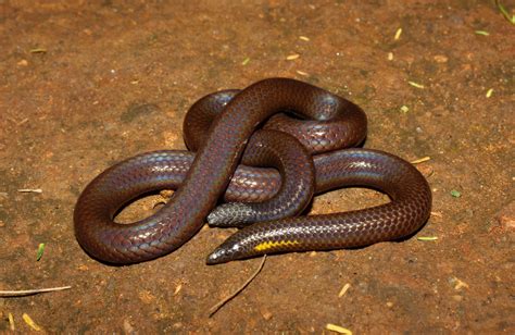 Scientists Describe New Species Of Shieldtail Snakes Found In Anaikatti