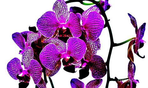 Purple Magenta Orchids Photograph By Marsha Heiken Fine Art America