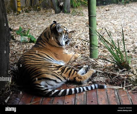 Beerwah Australia Apr 22 2019 Striped Sumatran Tiger Panthera