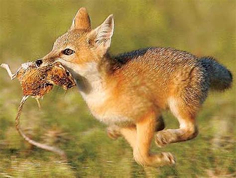 Swift Fox Nighttime Prairie Hunter Animal Pictures And