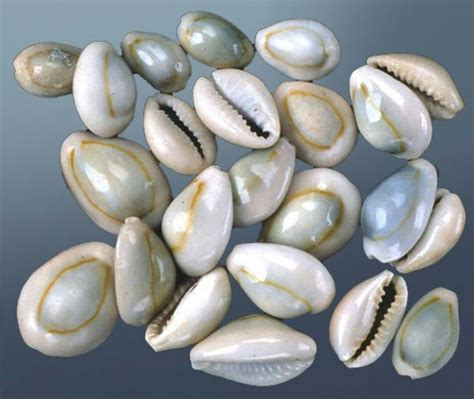 Monetaria Moneta Cowrie Shells Have Historically Been Used As Currency