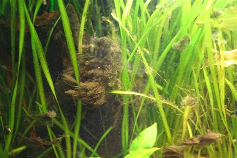 Hi ich habe pinsel algen in meinem aquarium die zahl hält sich zwar noch in krenzen aber ich möchte sie lieber jetzt schon bekämpfen als das sie dann später zur plage werden ich habe ein 2ool becken mit 15 zebrabärblingen,4. Pinselalgen und andere Rotalgen erfolgreich bekämpfen ...